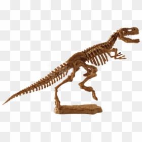 T Rex Clipart Fossil - Fosil De Tiranosaurio Rex, HD Png Download - fossils png
