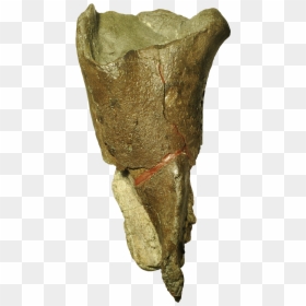 Bones Artefact Png, Transparent Png - fossils png