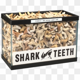 Conch, HD Png Download - fossils png