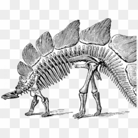 Dinosaur - Dinosaur Skeleton Clipart Png, Transparent Png - fossils png