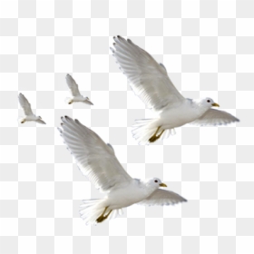 European Herring Gull Common Gull Flight Bird - Gulls, HD Png Download - herring png