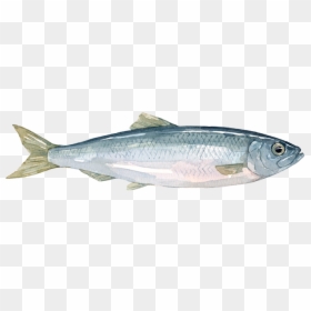 Anchovy, HD Png Download - herring png