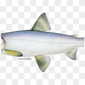 Rare Fish Lake Michigan, HD Png Download - herring png