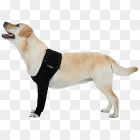 Suitical Recovery Sleeve For Dogs, HD Png Download - dog leg png