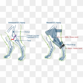 Cruciate Ligament On A Dog, HD Png Download - dog leg png