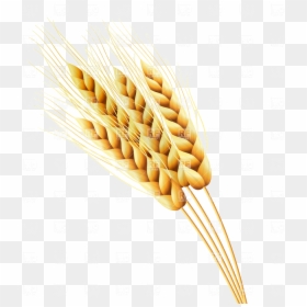 Wheat Ears Of Or Rye Vector Image Illustration Plants - Wheat Seeds Clipart, HD Png Download - rye png