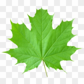 Transparent Leaf No Background, HD Png Download - thoranam images png