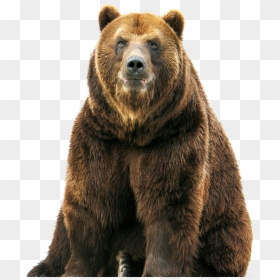 Brown Bear, HD Png Download - bear png