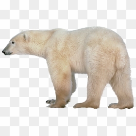 Polar Bear Transparent Background, HD Png Download - bear png