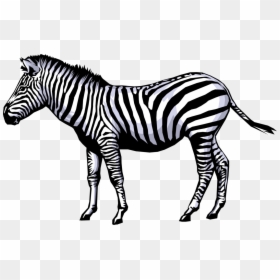 Zebra Clip Art, HD Png Download - png background