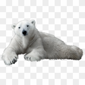 Transparent Background Polar Bear Clip Art, HD Png Download - bear png
