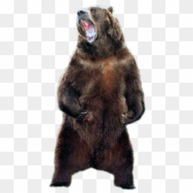 Grizzly Bear Transparent, HD Png Download - bear png