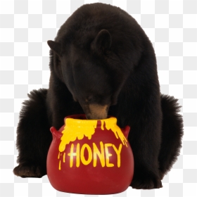 Brown Bear With Honey, HD Png Download - bear png
