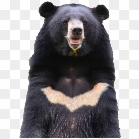 Urso Preto Asiatico, HD Png Download - bear png