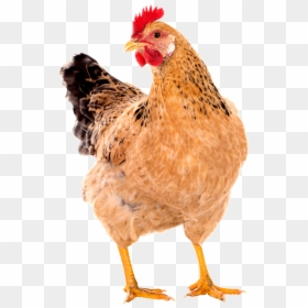 Hen Png, Transparent Png - chicken png