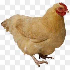 Chicken Transparent Png, Png Download - chicken png
