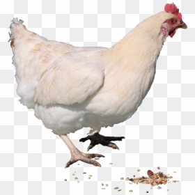 Chicken Hen Png, Transparent Png - chicken png