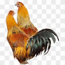 Cock Png, Transparent Png - chicken png