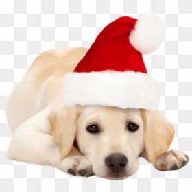Dog With Christmas Hat, HD Png Download - christmas hat png