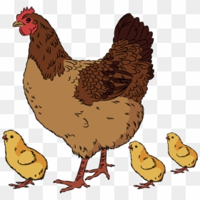 Chicken And Chicks Clip Art, HD Png Download - chicken png