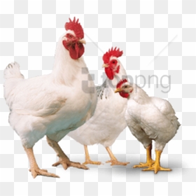 Vantress Cross, HD Png Download - chicken png