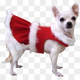Animal Christmas Transparent, HD Png Download - christmas hat png