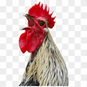 Chicken Screaming Png, Transparent Png - chicken png