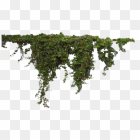 Plants Transparent Png, Png Download - vines png