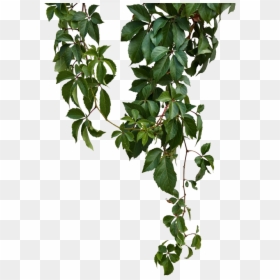 Vines Png, Transparent Png - vines png