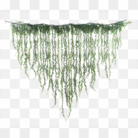 Hanging Vines Png, Transparent Png - vines png