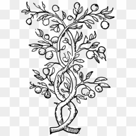 Fruit Tree Black And White, HD Png Download - vines png