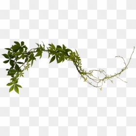 Vine, HD Png Download - vines png