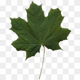 Green Maple Leaf Png, Transparent Png - texture png