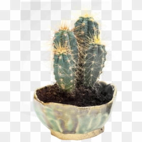 Cactus Pngpix, Transparent Png - cactus png