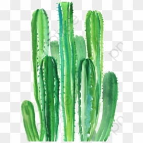 Cactus Watercolours, HD Png Download - cactus png