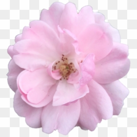 Transparent Aesthetic Flower Png, Png Download - aesthetic png