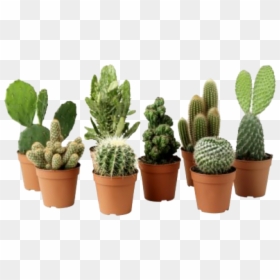 Transparent Background Succulents Png, Png Download - cactus png