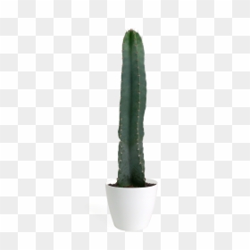 San Pedro Cactus, HD Png Download - cactus png