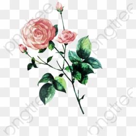 Transparent Aesthetic Rose Clipart, HD Png Download - aesthetic png