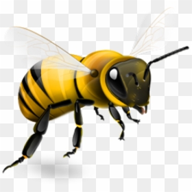 Honey Bee Transparent Background, HD Png Download - bee png