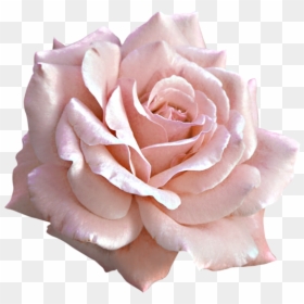 Pink Roses Png, Transparent Png - white roses png
