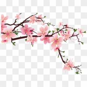 Cherry Blossom Png, Transparent Png - cherry blossom petals png