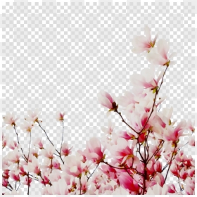 Cherry Blossom, HD Png Download - cherry blossom petals png