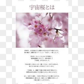 Cherry Tree, HD Png Download - cherry blossom petals png