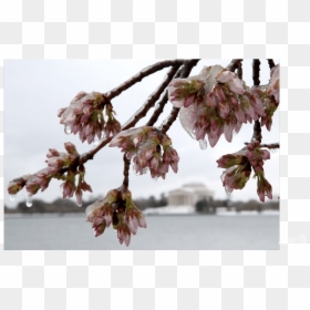 Snow Storm March 2017, HD Png Download - cherry blossom petals png