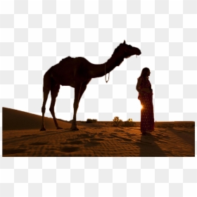 Camel, HD Png Download - desert png
