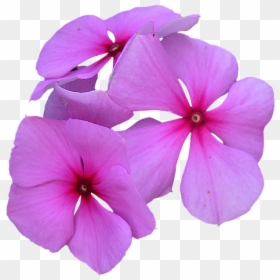 Flowers Cropped, HD Png Download - flower petals png
