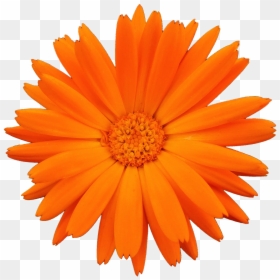 Colorful Daisy, HD Png Download - flower petals png