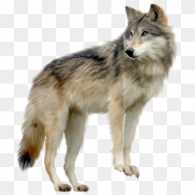 Hd Wolf Png, Transparent Png - werewolf png