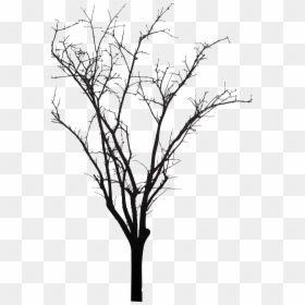 Twig, HD Png Download - texas silhouette png